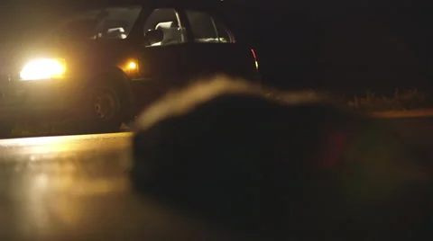 Road kill dead badger on the side of the road,night, car rack focus Stock Footage 49065187