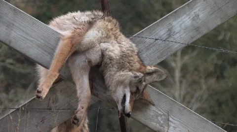 Road Kill Dead Dog Stock-Footage 5072179