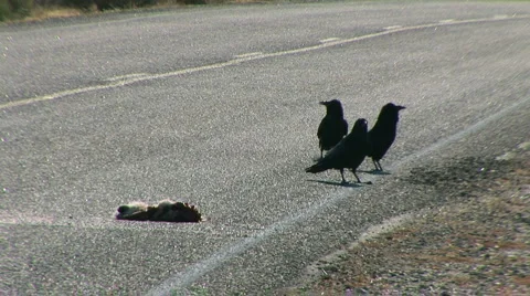 Road kill Stock-Footage 919989