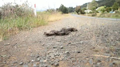 Road Kill Stock Footage 22027987