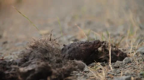 Road Kill Stock Footage 22037180