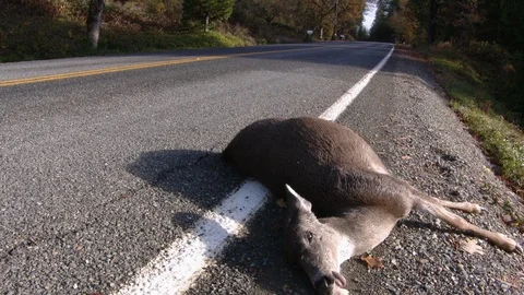 Road Kill Stock Footage 116906780