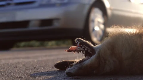 Road kill on the side of the road dead fox Stock Footage 49064193