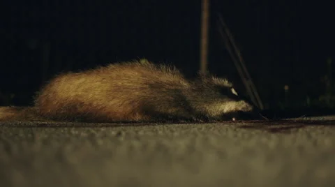 Road kill on the side of the road night dead badger Stock Footage 49064604