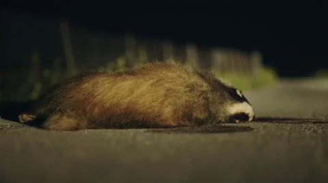 Road kill on the side of the road night dead badger Stock Footage 49065043
