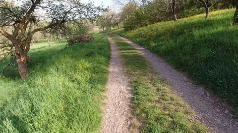 Road in landscape with fruit trees and meadow in spring Stock Footage 129608935