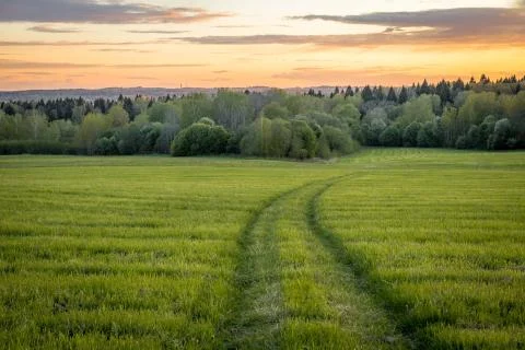 Road leading to dense forest through green fields Stock Photos