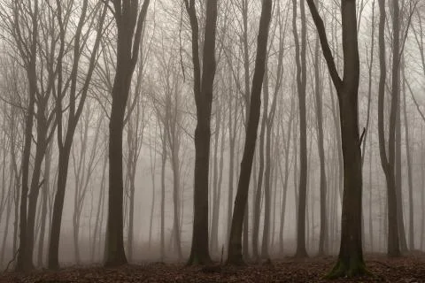Road leading through deciduous forest in early spring. A pile of wood lying o Stock Photos