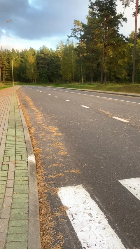 The road leads deep into the forest. Vertical video  Stock Footage 289663172