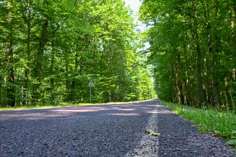 the road that leads into the forest Stock Photos