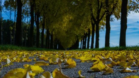 Road with leafs Stock Photos