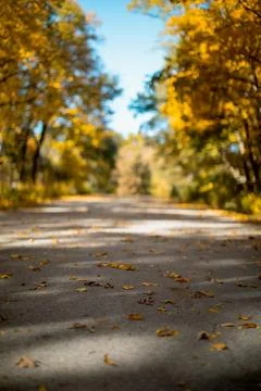Road with leaves in the fall. Stock Photos