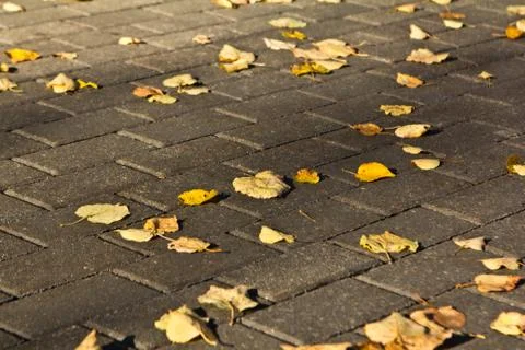 Road with leaves Stock Photos