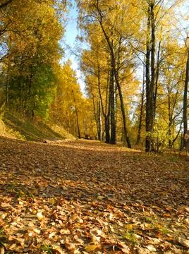 Road in leaves Foto stock