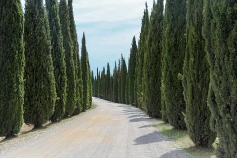 Road lined with cypresses Stock Photos