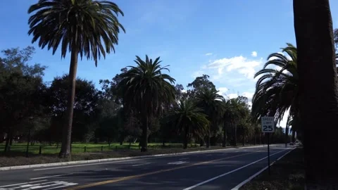 Road lined by palm trees with 25 mph sign Stock Footage 236536626