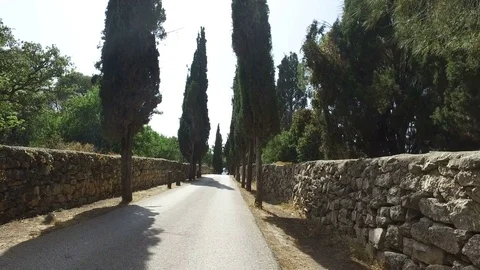 Road Lined by Stone Walls and Tall Trees Stock Footage 77806424