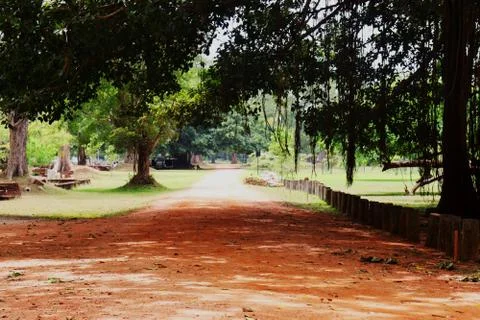The road is lined with trees on both sides Stock Photos