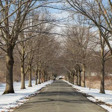 Road lined with trees during the winter Stockfoto's