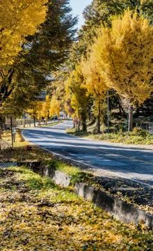 Road lined with trees in fall colors. Stock Photos