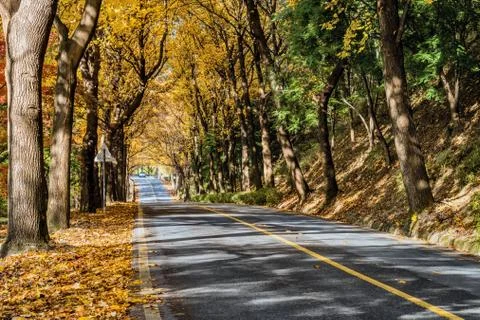 Road lined with trees in fall colors. Stock Photos