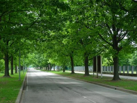 Road lined with trees Stock-Fotos