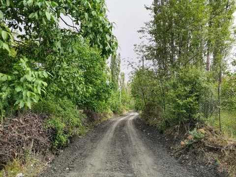 Road lined with trees. Stock Photos
