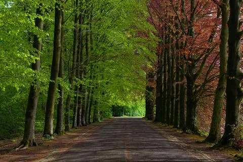 A road lined with trees is shown in the image Stock Photos