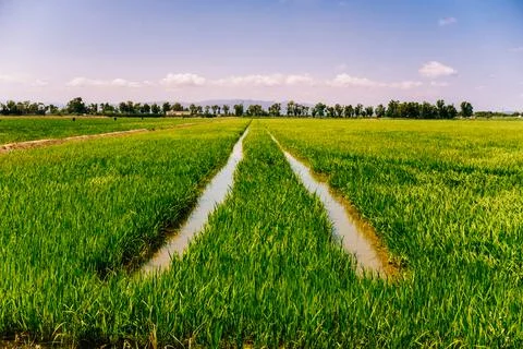 Road made with wheels between a rice plantation Stock Photos