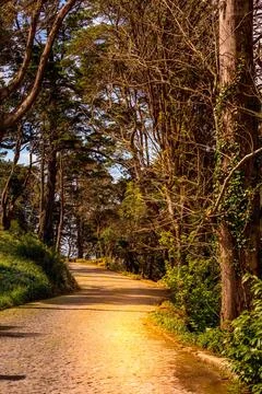 Road in magic dark forest Road in magic dark forest, sun rays Copyright: x... Foto stock