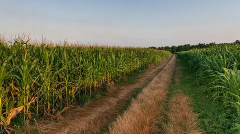 Road in the middle of cornfields. Cornfield in the summer landscape with road Stock Photos