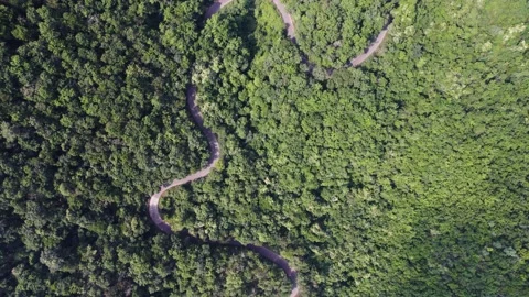 Road in the middle of dense forest 4k 30p drone shot Stock Footage 231289111