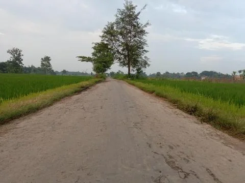 Road in the middle of the fields Stock Photos
