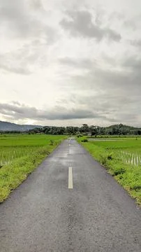 Road in the middle of the fields Stock Photos