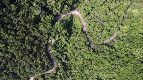 Road in the middle of forest 4k 30p drone shot Stock Footage 231289160