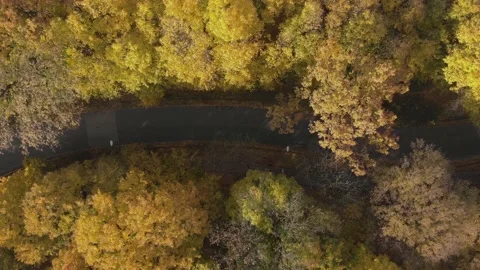 Road in the middle of the forest in autumn Stock Footage 164237679