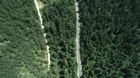 Road in the middle of the forest Stock Footage 92402004