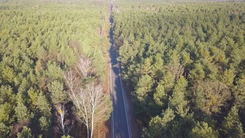 Road in the middle of the forest. Video stock 99937785