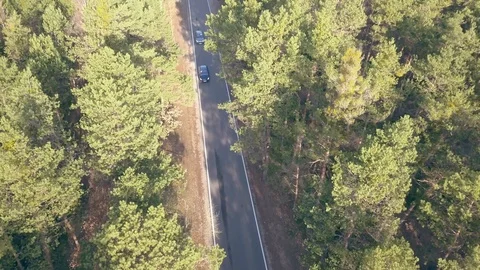Road in the middle of the forest. Stock-Footage 99937845