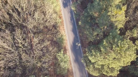 Road in the middle of the forest. Vidéo 99938654