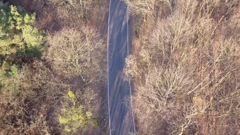 Road in the middle of the forest. Stock Footage 99941526