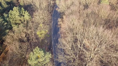 Road in the middle of the forest. Stockbeeldmateriaal 99944964