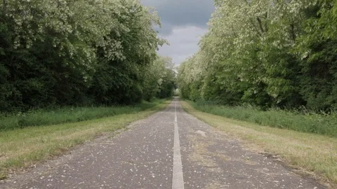 Road in the Middle of the Forest 動画素材 100125436