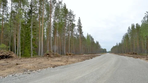 The road in the middle of the forest Stock Footage 111339401