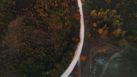 A road in the middle of a forest. Stock Footage 114420555