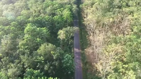 Road in the middle of the forest Stock Footage 146052006