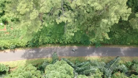 The road in the middle of the forest Stock Footage 200999039