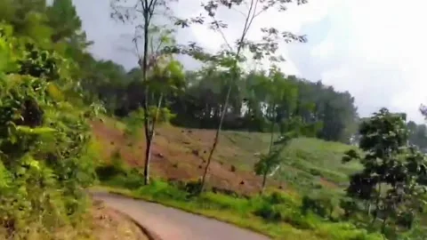 Road in the middle of the forest Stock Footage 313283608