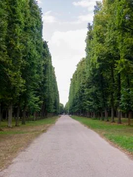 Road in the middle of a forest. Foto stock