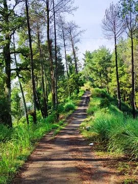 A road in the middle of the forest Stock Photos